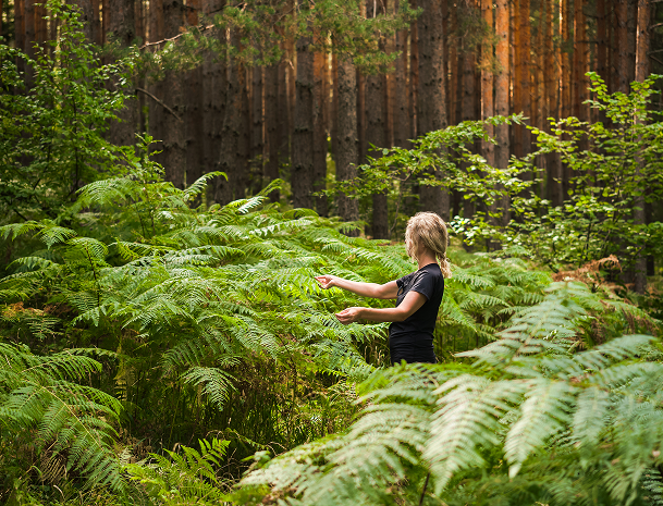Immerse Yourself in Northern California’s Redwoods through Forest Bathing for Mental Wellness